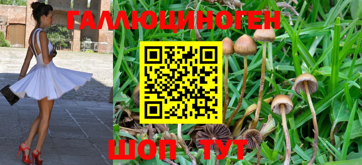где найти наркотики  Вход с VPN  Бердск  Псилоцибиновые грибы MAGIC MUSHROOMS 