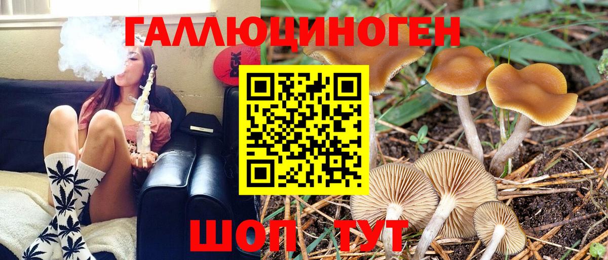 Псилоцибиновые грибы Psilocybine cubensis Бердск